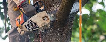 How Our Tree Care Process Works  in  Pines Lake, NJ