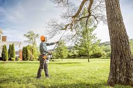 Professional Tree Removal in Pines Lake, NJ