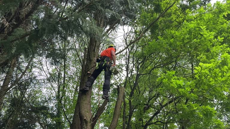 Best Tree Mulching  in Pines Lake, NJ