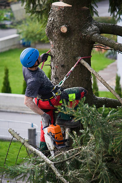 Best Tree Disease Treatment  in Pines Lake, NJ