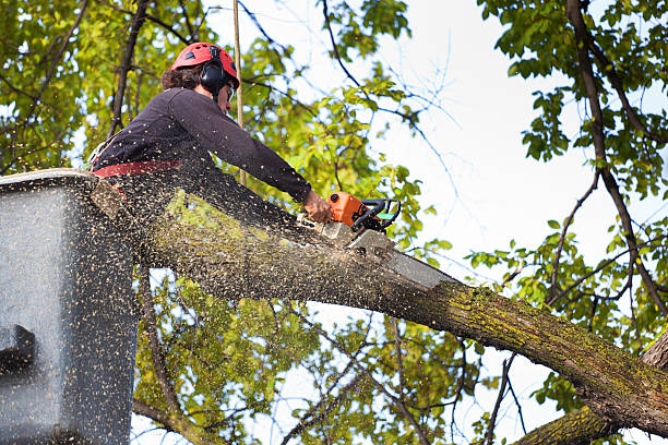 Best Lawn Renovation and Restoration  in Pines Lake, NJ
