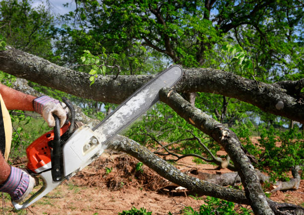 Best Fruit Tree Pruning  in Pines Lake, NJ